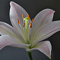 Focus On Lily.